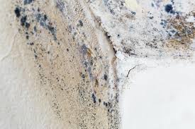 Reliable Kuna, ID Mold Removal & Remediation Solutions